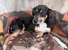 MIMI, Hund, Mischlingshund in Groß-Umstadt - Bild 6
