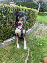 MIMI, Hund, Mischlingshund in Groß-Umstadt - Bild 8