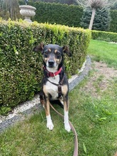MIMI, Hund, Mischlingshund in Groß-Umstadt - Bild 9