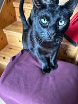 VALD, Katze, Europäisch Kurzhaar in Loose - Bild 10