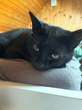 VALD, Katze, Europäisch Kurzhaar in Loose - Bild 2