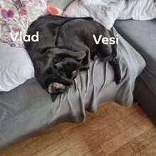 VALD, Katze, Europäisch Kurzhaar in Loose - Bild 6