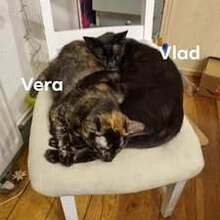VALD, Katze, Europäisch Kurzhaar in Loose - Bild 7