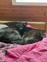 VALD, Katze, Europäisch Kurzhaar in Loose - Bild 8