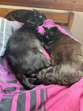 VALD, Katze, Europäisch Kurzhaar in Loose - Bild 9
