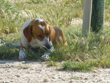 NELA, Hund, Jagdhund-Mix in Spanien - Bild 10