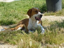 NELA, Hund, Jagdhund-Mix in Spanien - Bild 7