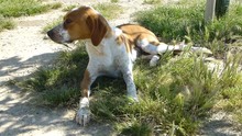 NELA, Hund, Jagdhund-Mix in Spanien - Bild 8