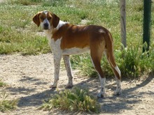NELA, Hund, Jagdhund-Mix in Spanien - Bild 9