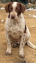 MIKO, Hund, Mischlingshund in Rumänien - Bild 6