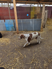 MIKO, Hund, Mischlingshund in Rumänien - Bild 7