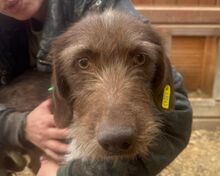 GRETA, Hund, Deutsch Drahthaar-Mix in Neunkirchen-Seelscheid - Bild 1