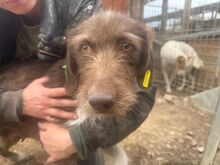 GRETA, Hund, Deutsch Drahthaar-Mix in Neunkirchen-Seelscheid - Bild 2