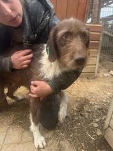 GRETA, Hund, Deutsch Drahthaar-Mix in Neunkirchen-Seelscheid - Bild 3
