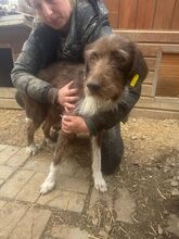 GRETA, Hund, Deutsch Drahthaar-Mix in Neunkirchen-Seelscheid - Bild 4