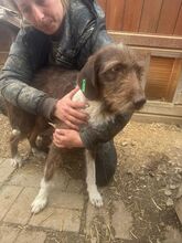 GRETA, Hund, Deutsch Drahthaar-Mix in Neunkirchen-Seelscheid - Bild 5