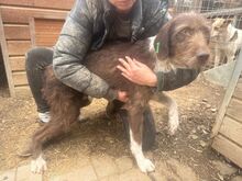 GRETA, Hund, Deutsch Drahthaar-Mix in Neunkirchen-Seelscheid - Bild 6