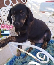 OLGA, Hund, Griechische Bracke in Hilden