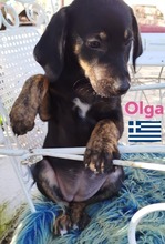 OLGA, Hund, Griechische Bracke in Hilden - Bild 2
