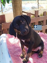 OLGA, Hund, Griechische Bracke in Hilden - Bild 3