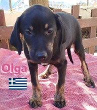 OLGA, Hund, Griechische Bracke in Hilden - Bild 4