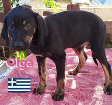 OLGA, Hund, Griechische Bracke in Hilden - Bild 5