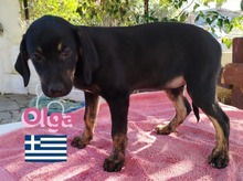 OLGA, Hund, Griechische Bracke in Hilden - Bild 6