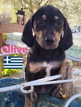 OLIVE, Hund, Griechische Bracke in Hilden