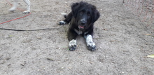 ALICE, Hund, Mischlingshund in Gyhum - Bild 1