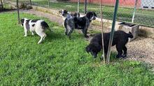 ALICE, Hund, Mischlingshund in Gyhum - Bild 10