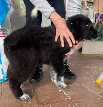 ALICE, Hund, Mischlingshund in Gyhum - Bild 12