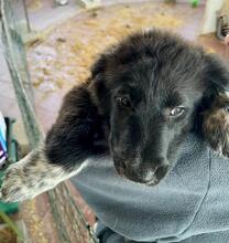 ALICE, Hund, Mischlingshund in Gyhum - Bild 13