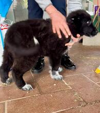 ALICE, Hund, Mischlingshund in Gyhum - Bild 14