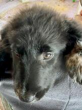 ALICE, Hund, Mischlingshund in Gyhum - Bild 15