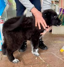ALICE, Hund, Mischlingshund in Gyhum - Bild 16