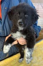 ALICE, Hund, Mischlingshund in Gyhum - Bild 17
