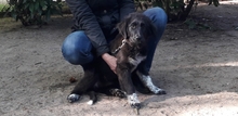 ALICE, Hund, Mischlingshund in Gyhum - Bild 2