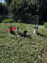 ALICE, Hund, Mischlingshund in Gyhum - Bild 20