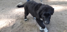 ALICE, Hund, Mischlingshund in Gyhum - Bild 3