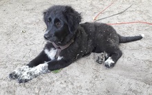 ALICE, Hund, Mischlingshund in Gyhum - Bild 4