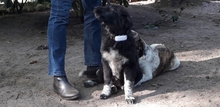 ALICE, Hund, Mischlingshund in Gyhum - Bild 5
