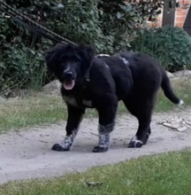 ALICE, Hund, Mischlingshund in Gyhum - Bild 6