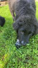 ALICE, Hund, Mischlingshund in Gyhum - Bild 7
