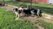ALICE, Hund, Mischlingshund in Gyhum - Bild 8