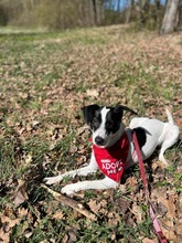 WENDYFLECKI, Hund, Mischlingshund in Oldenburg - Bild 14