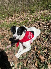WENDYFLECKI, Hund, Mischlingshund in Oldenburg - Bild 15