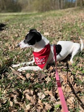 WENDYFLECKI, Hund, Mischlingshund in Oldenburg - Bild 16