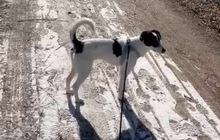 WENDYFLECKI, Hund, Mischlingshund in Oldenburg - Bild 18