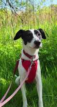WENDYFLECKI, Hund, Mischlingshund in Oldenburg - Bild 19