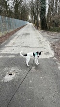 WENDYFLECKI, Hund, Mischlingshund in Oldenburg - Bild 20